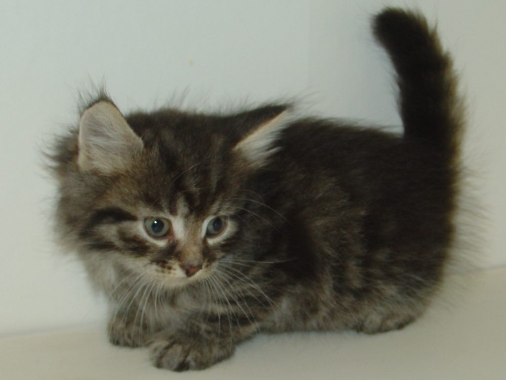 Photo of Klem/Misty F3 DOB 3/20/2016 (SOLD))