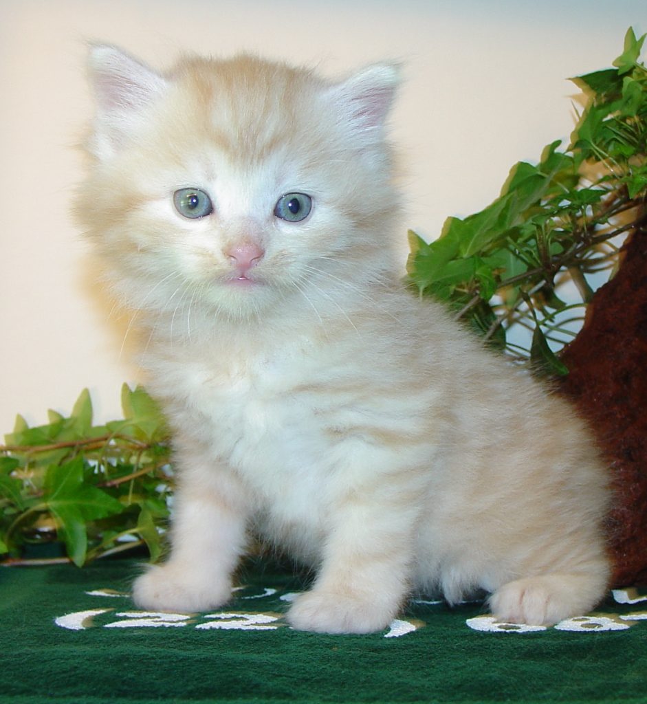Photo of Haze/Christina M3 DOB 3/30/2016 (SOLD)