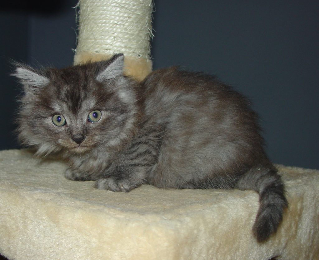 Photo of Klem/Skyya male 3 DOB 4/20/2016 (available)