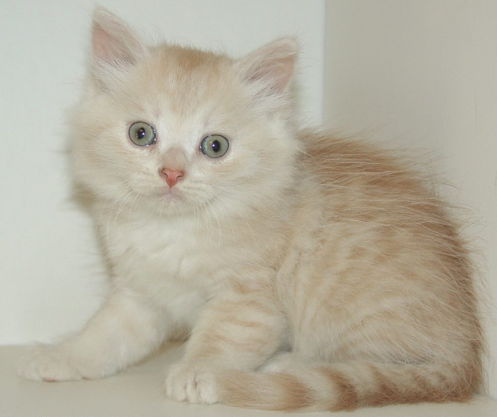 Photo of Haze/Jade Male 4 DOB 4/30/2016 (SOLD)