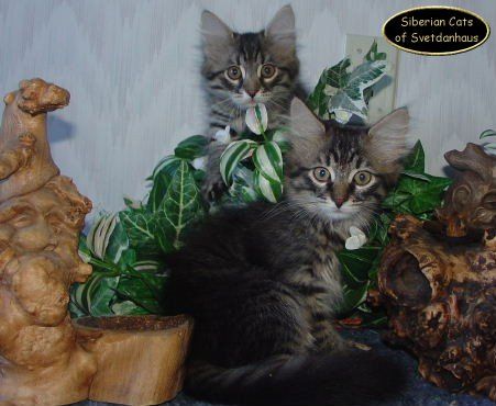 2  Siberian kittens
