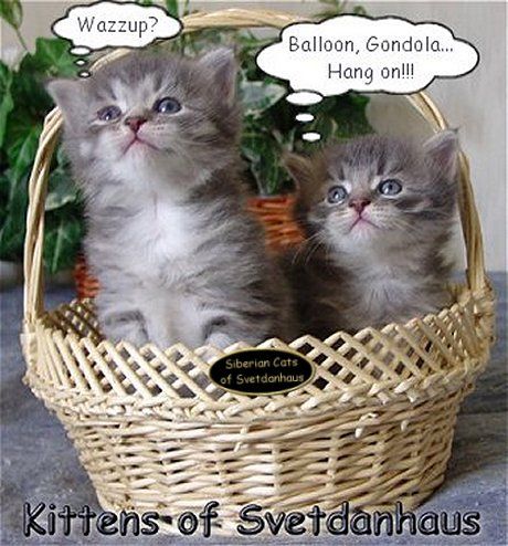 2 A Siberian kittens