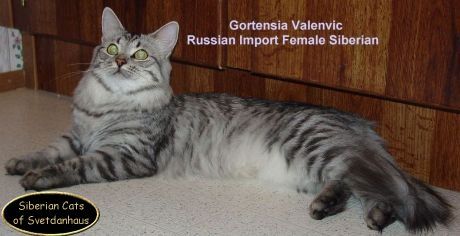 A Siberian cat