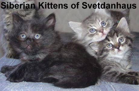 4 Siberian kittens