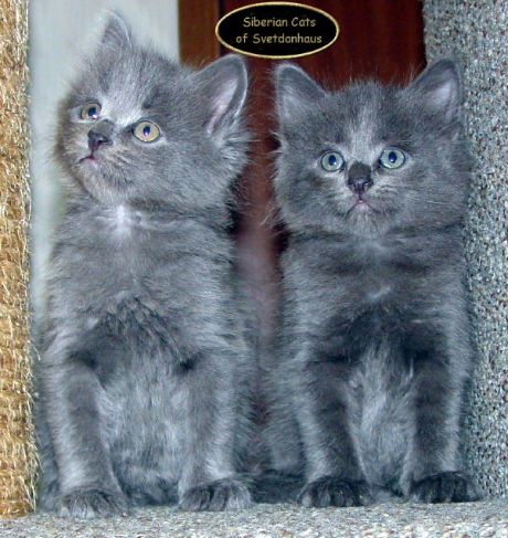 2 Siberian kittens