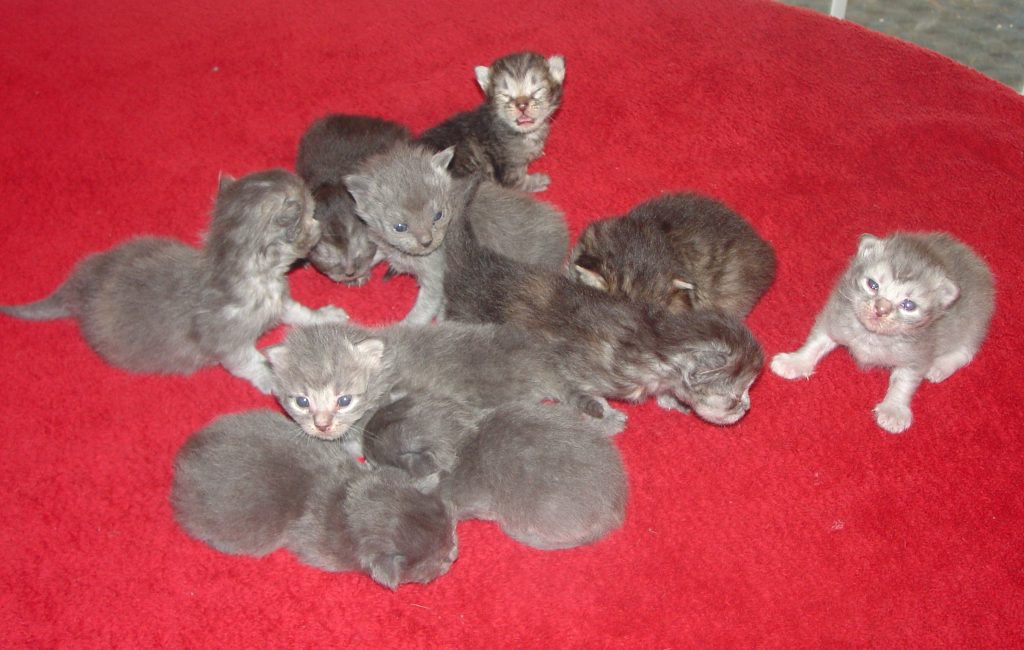 Photo of New litters for Christmas are here, call 225 687 7590