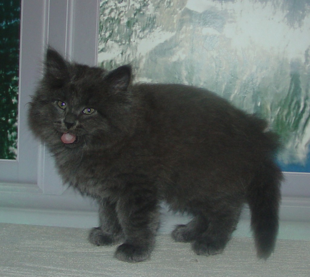 Photo of Klem/Shadow M1