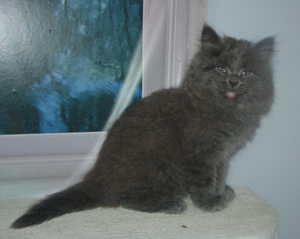 Photo of Klem/Shadow M1
