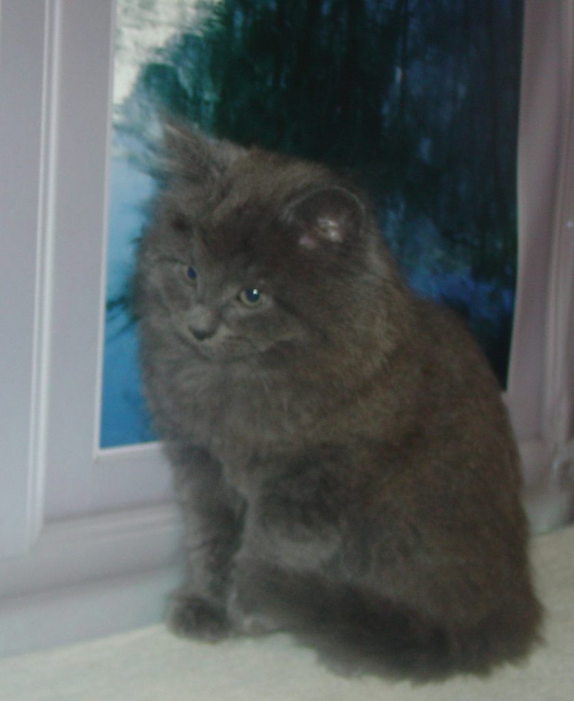 Photo of Klem/Shadow M1