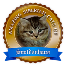 Amazing Siberian Cats of Svetdanhaus