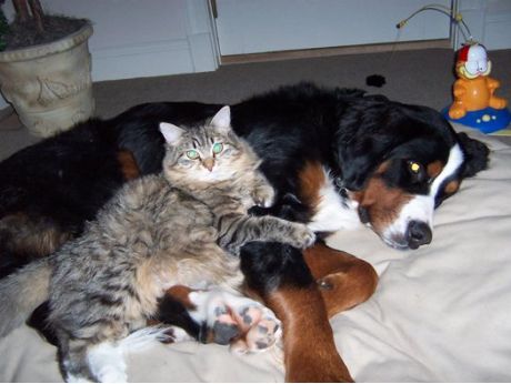 a Siberian cat laying on a dog 