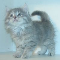 A Siberian kitten