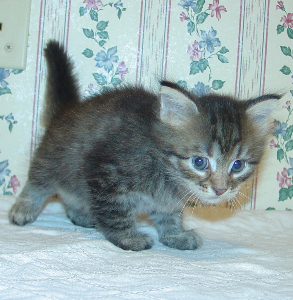 Photo of Klem/Skyya female 1 DOB 9/22/13