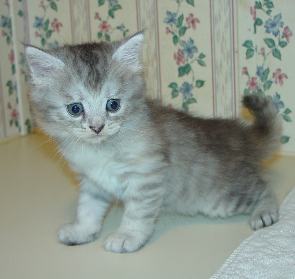 Photo of Klem/Skyya female 2 DOB 9/22/2013