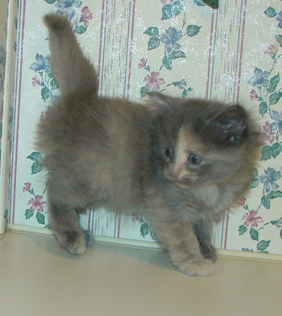 Photo of Klem/Celestrial female 1 DOB 9/22/2013