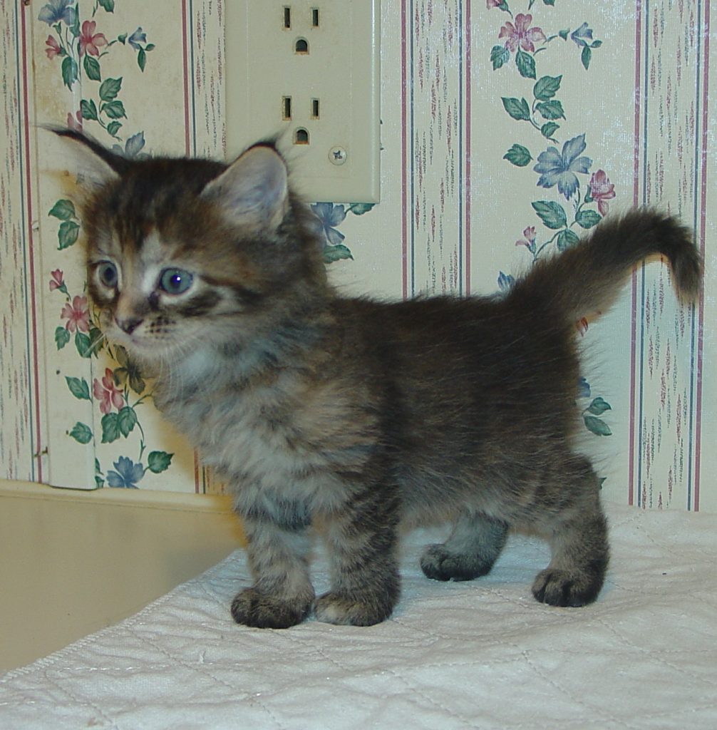 Photo of Klem/Celestrial female 2 DOB 9/22/2013 (RESERVED)