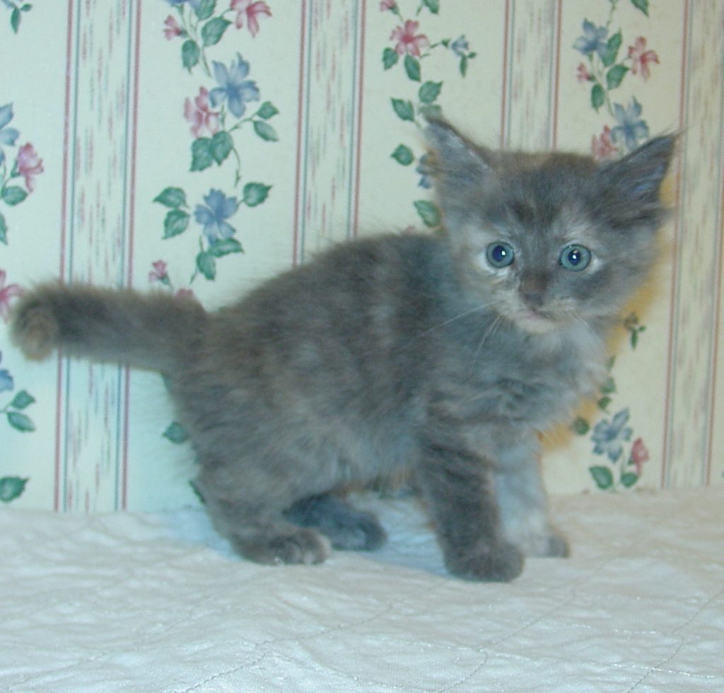 Photo of Klem/Celestrial female 3 DOB 9/22/2013
