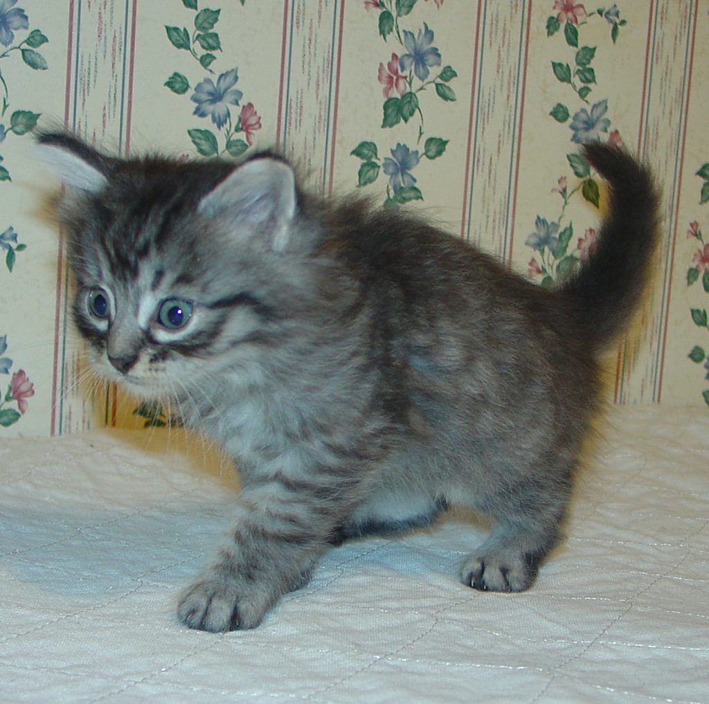 Photo of Klem/Celestrial male DOB 9/22/2013 (RESERVED)