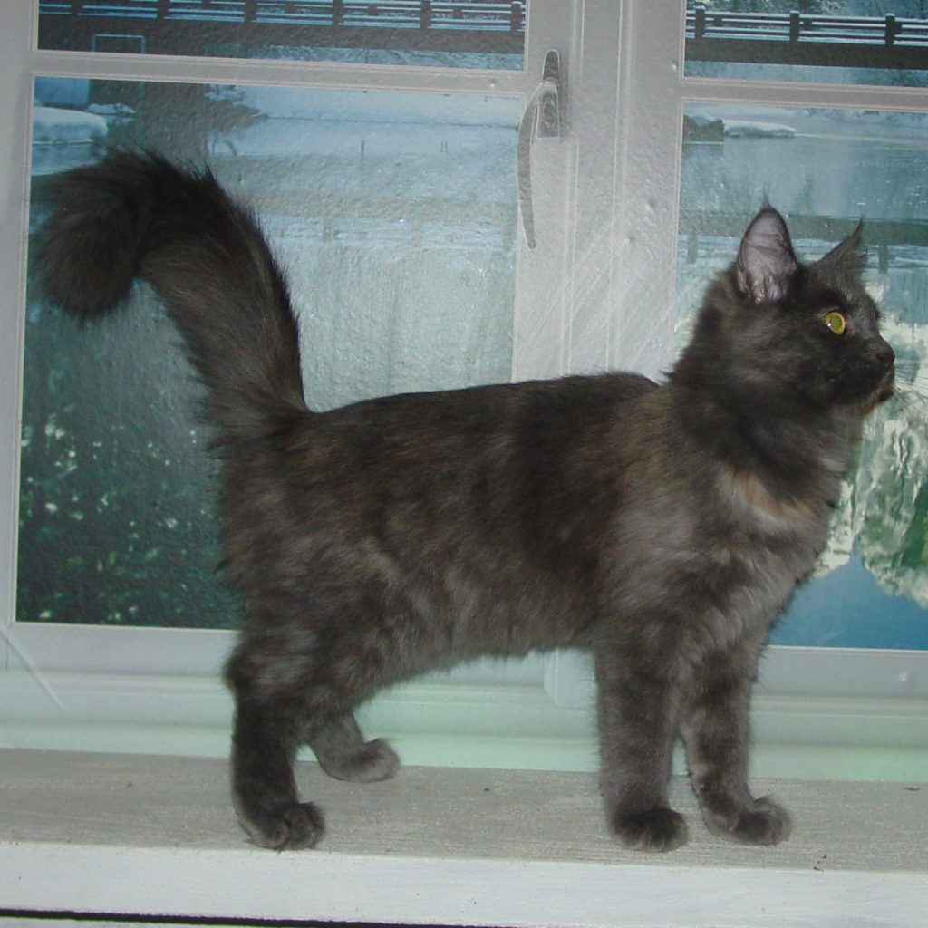Photo of Klem/Kristina female 1 DOB 4/26/2013