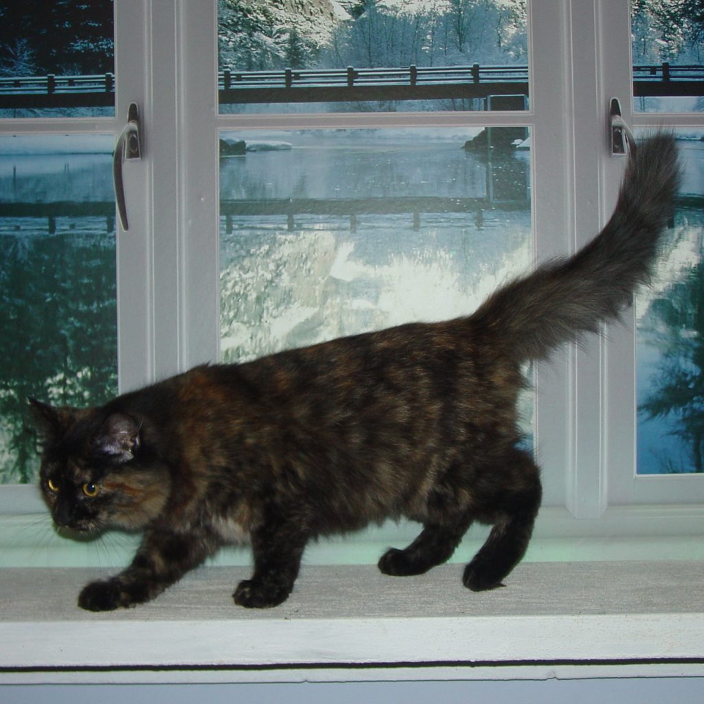 Photo of Klem/Kristina female 6 DOB 4/26/2013 (RESERVED)