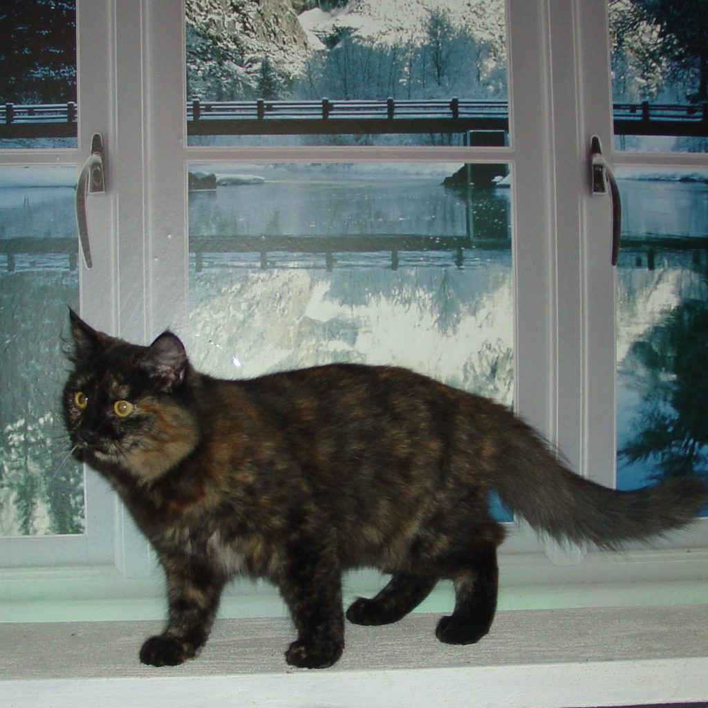 Photo of Klem/Kristina female 6 DOB 4/26/2013 (RESERVED)