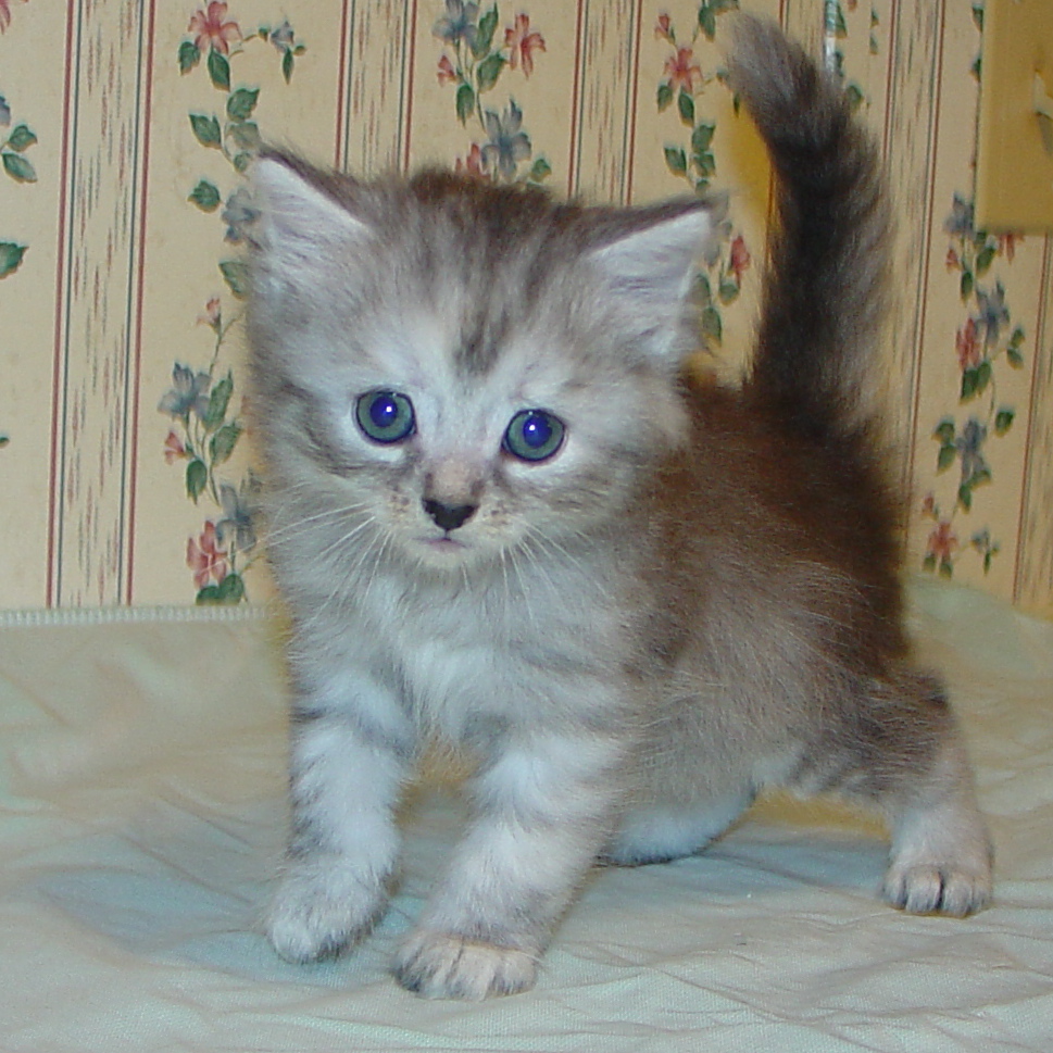 Photo of Grayson/Gosha female 2 DOB 9/20/2013 (RESERVED)