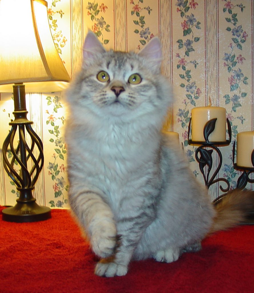 Photo of Klem/Skyya female 2 DOB 9/22/2013