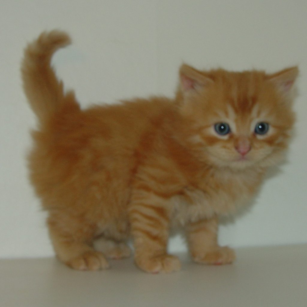 Photo of Grayson/Cinnamon M1 DOB 11/6/2013 (RESERVED)