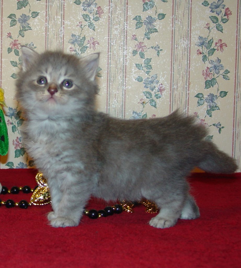 Photo of Grayson/Tasha Female 2 DOB 1/24/2014 (RESERVED)