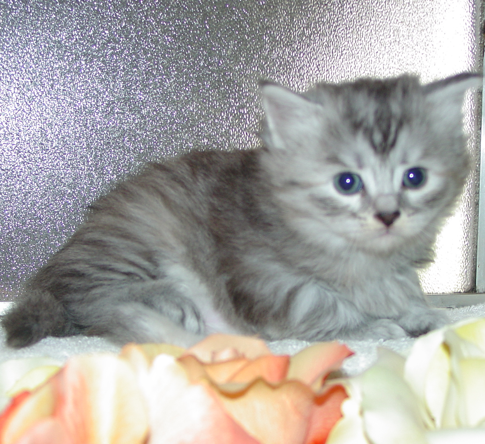 Siberian Kittens For Sale | Traditional Siberian Forest Cats
