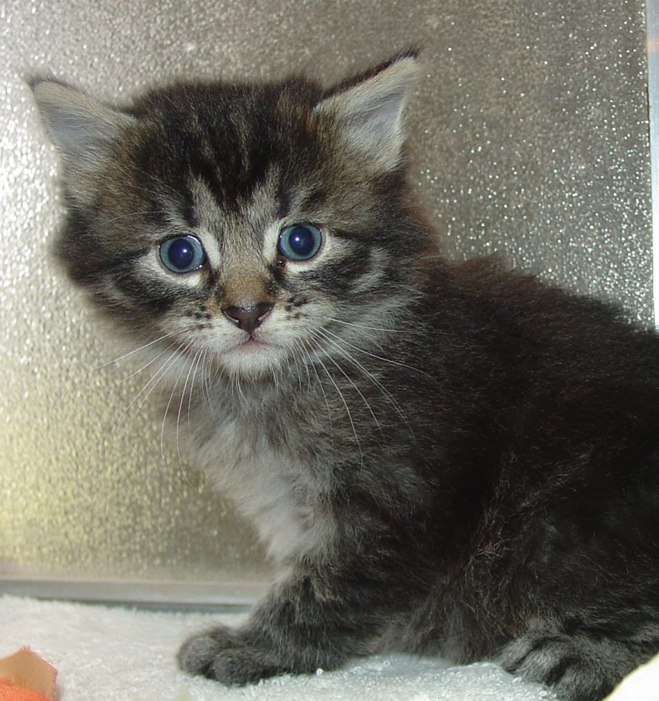 Photo of Klem/ Misty Male 1 DOB 2/24/2014 (RESERVED)