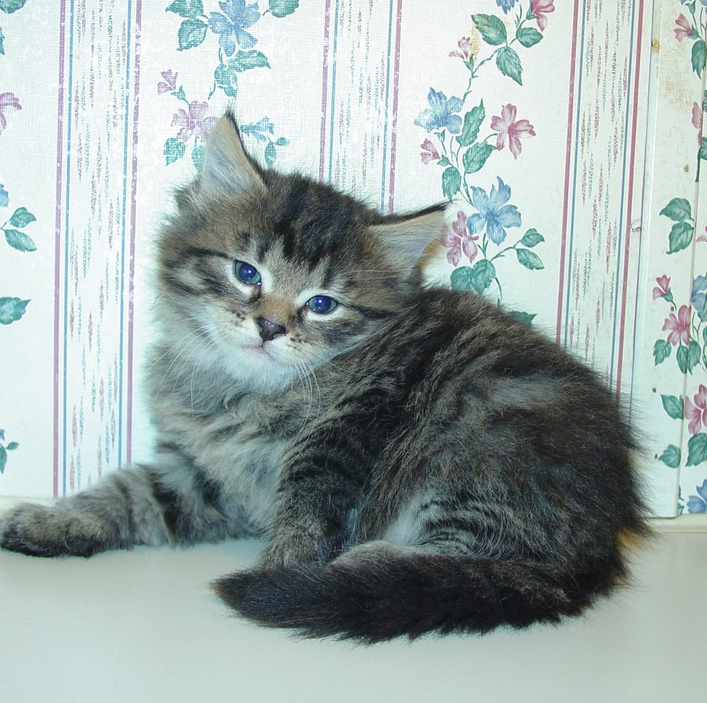 Photo of Klem/Misty Male 2 DOB 2/24/14 (RESERVED)