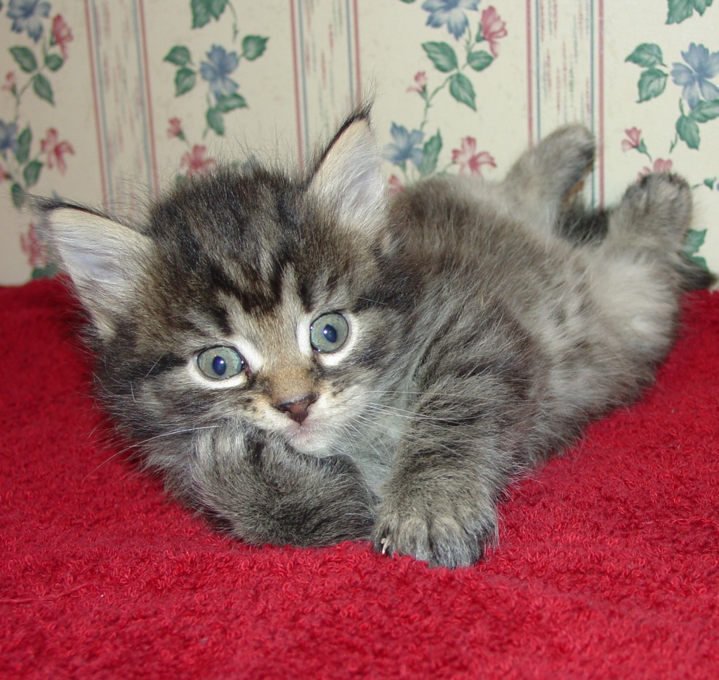Photo of Klem/ Kristina Male 1 DOB 3/20/2014 (RESERVED)