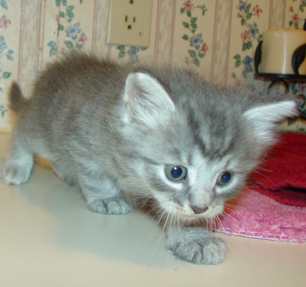 Photo of Klem/Kristina Male 2 DOB 3/20/2014 (RESERVED)