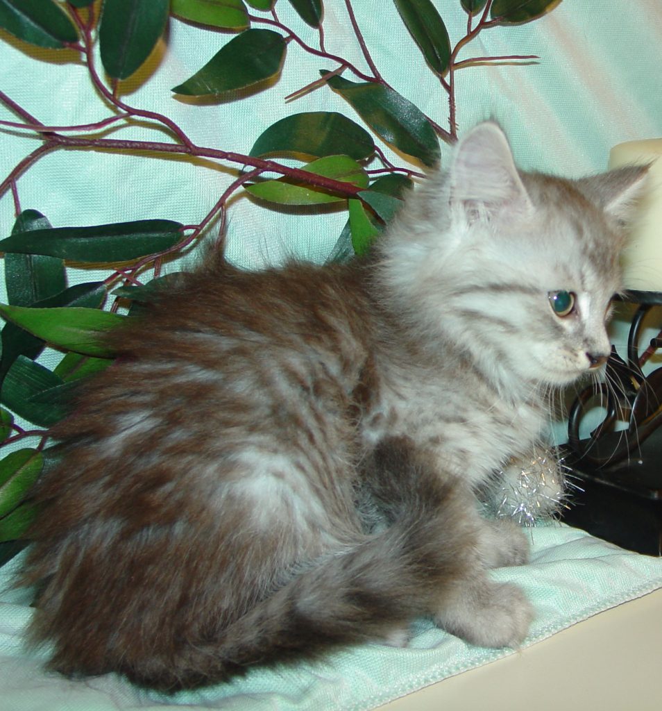 Photo of Klem/Celeste Male 4 DOB 4/10/2014 (RESERVED)