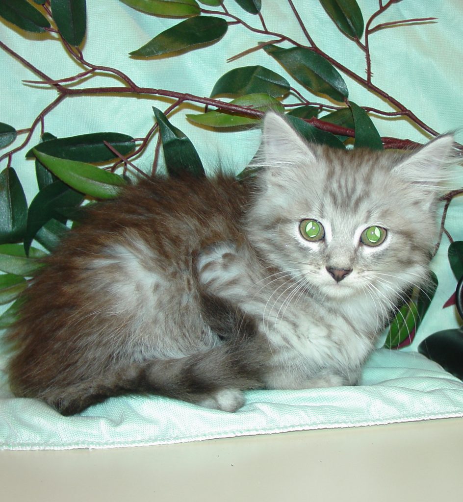 Photo of Klem/Celeste Male 4 DOB 4/10/2014 (RESERVED)