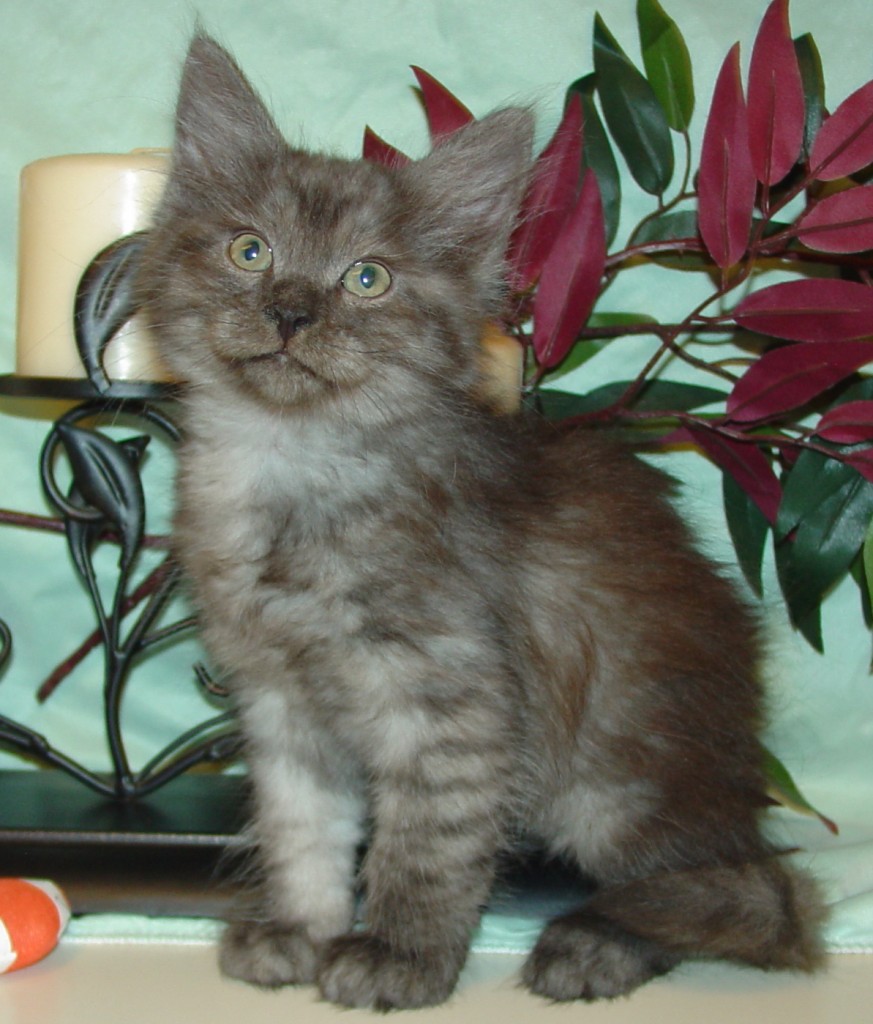 Photo of Klem/Celeste Male 3 DOB 4/10/2014 (Reserved)