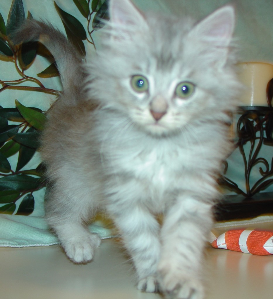 Photo of Grayson/Gosha Female DOB 4/6/2014 (RESERVED)