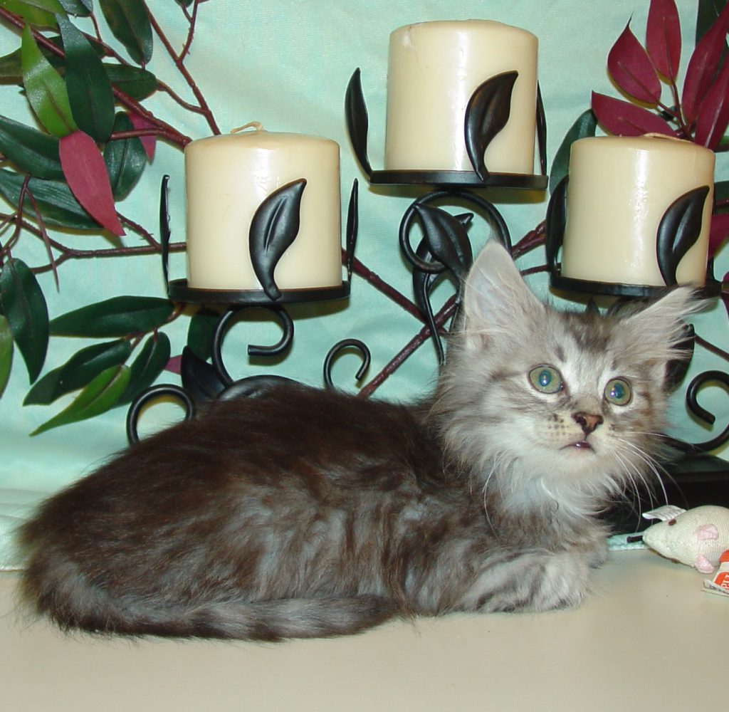 Photo of Grayson/Gosha Male 1 DOB 4/6/2014 (PENDING)