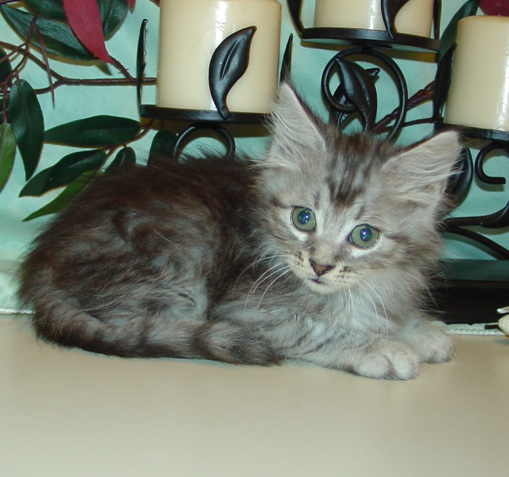 Photo of Grayson/Gosha Male 1 DOB 4/6/2014 (PENDING)