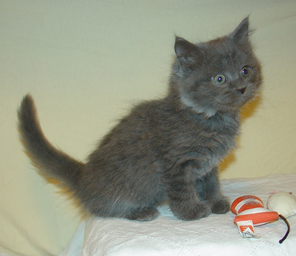 Photo of Grayson & Angel female 2 DOB 6/24/2014 (RESERVED)