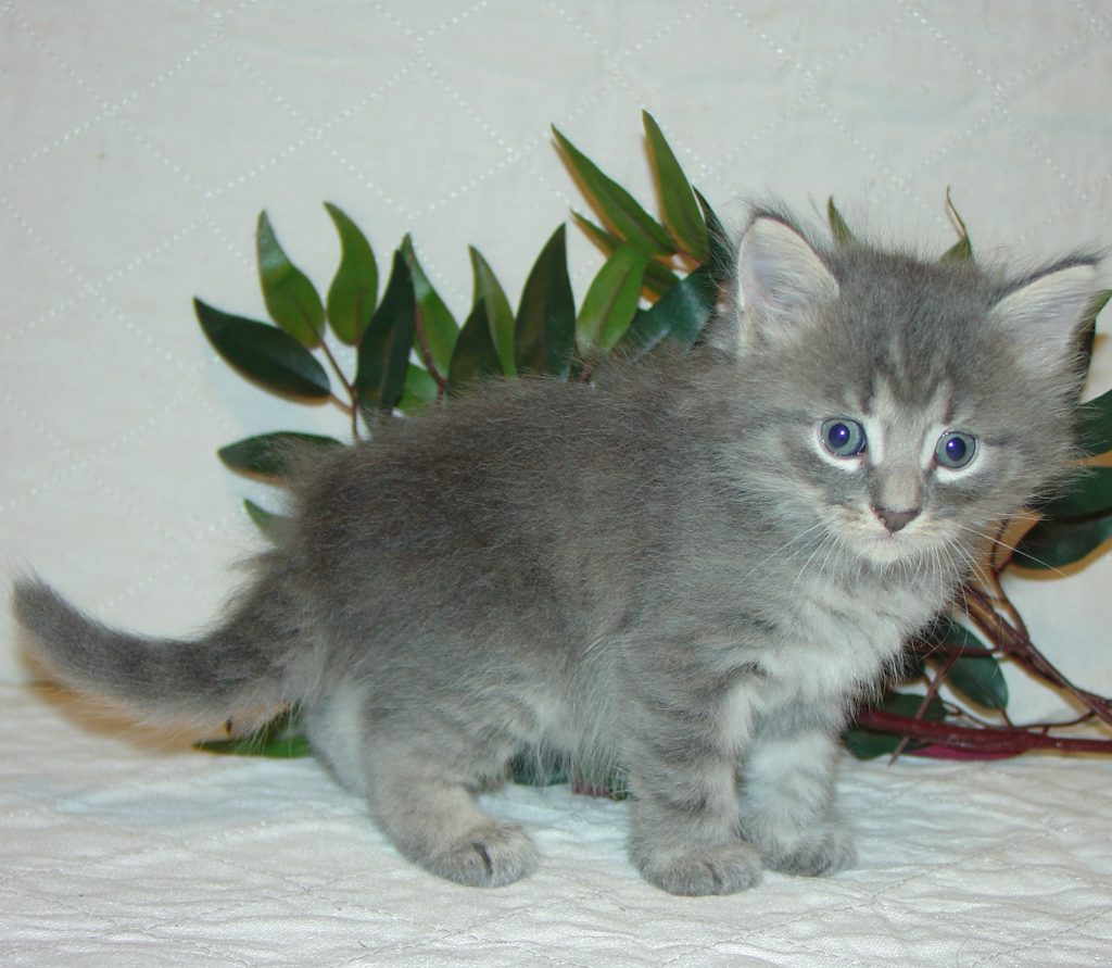 Photo of Klem/Kristina male 2 DOB 8/12/2014 (RESERVED)