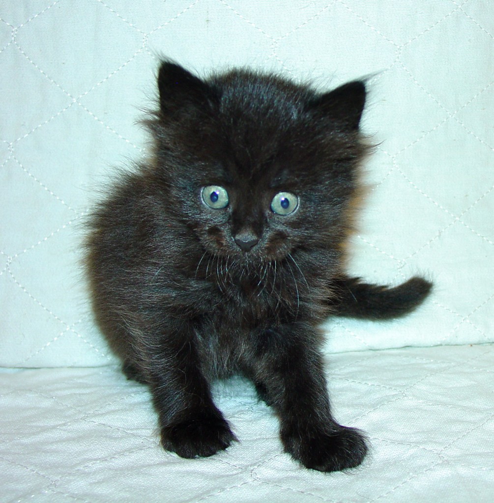 Photo of Klem/Kristina female 2 DOB 8/12/2014 (RESERVED)