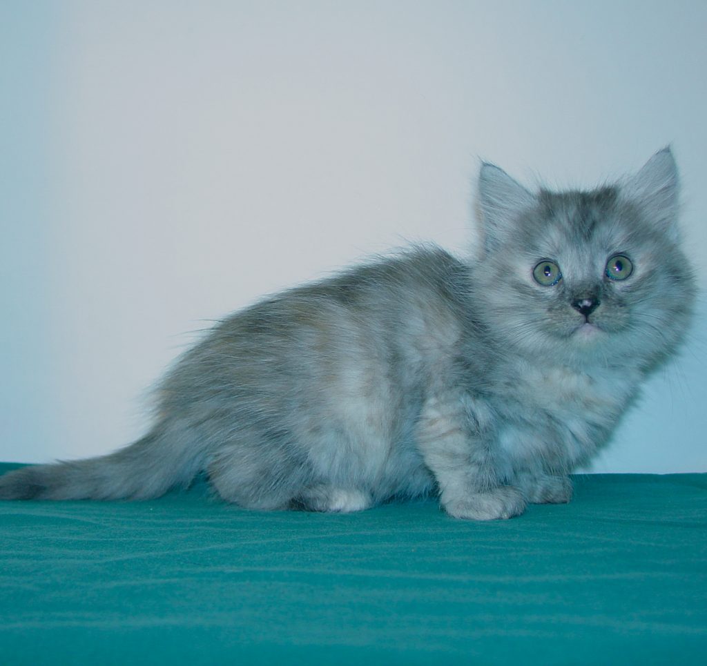 Photo of Haze/Cinnamon Female 3 DOB 10/02/2014 (SOLD)