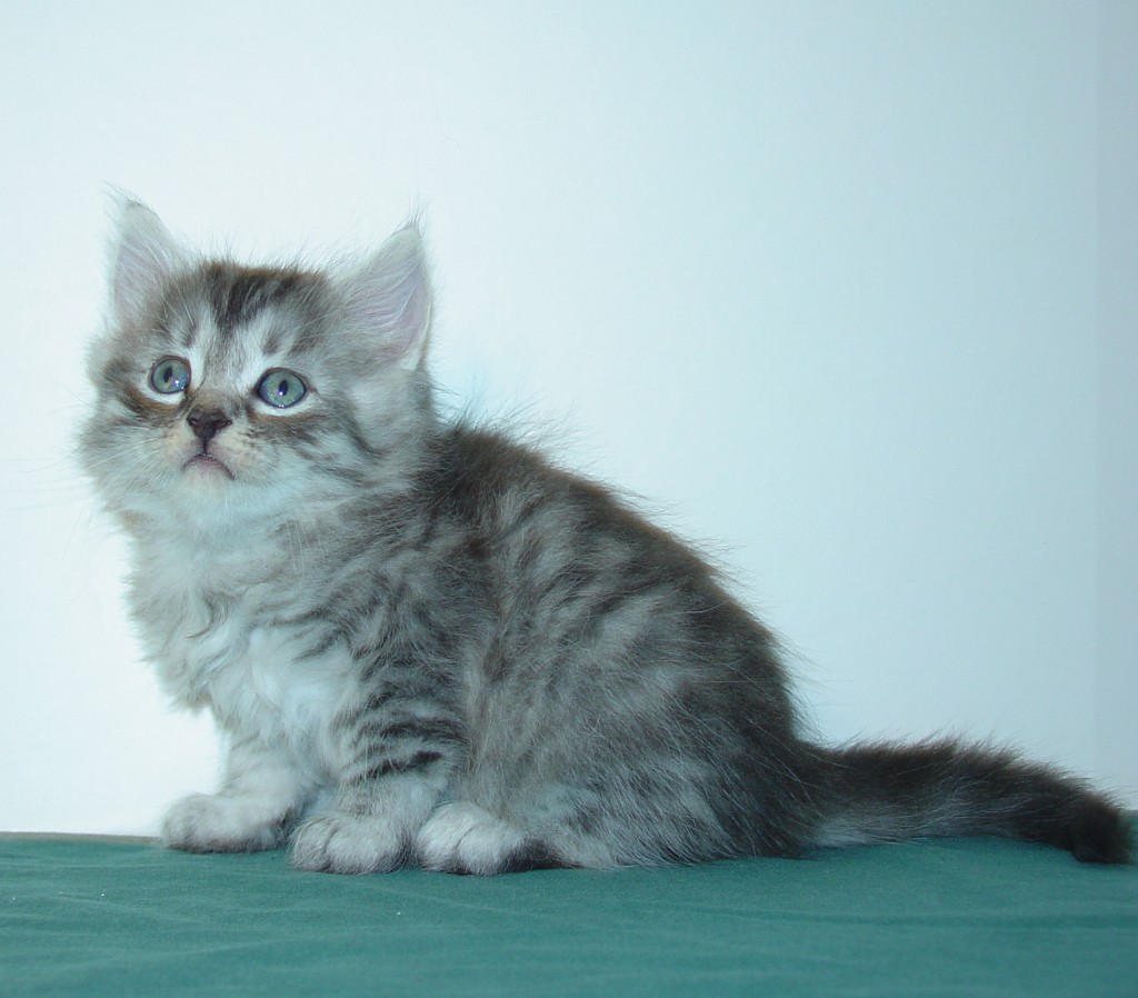 Photo of Klem/Skyya Male 2 DOB 10/18/2014 (SOLD)