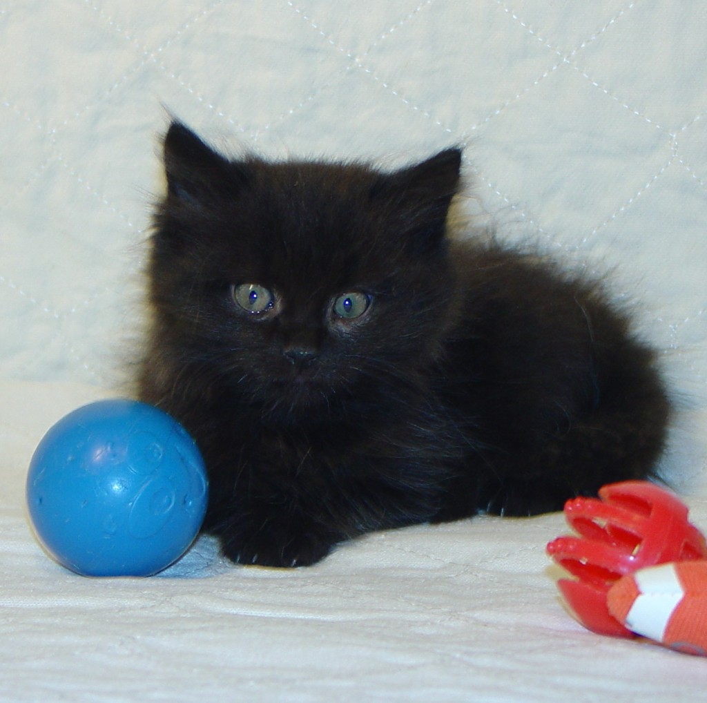 Photo of Haze/Cinnamon Female 1 DOB 10/2/2014 (SOLD)