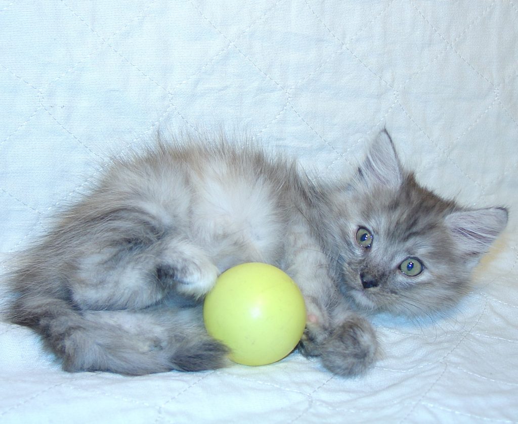 Photo of Haze/Cinnamon Female 3 DOB 10/02/2014 (SOLD)