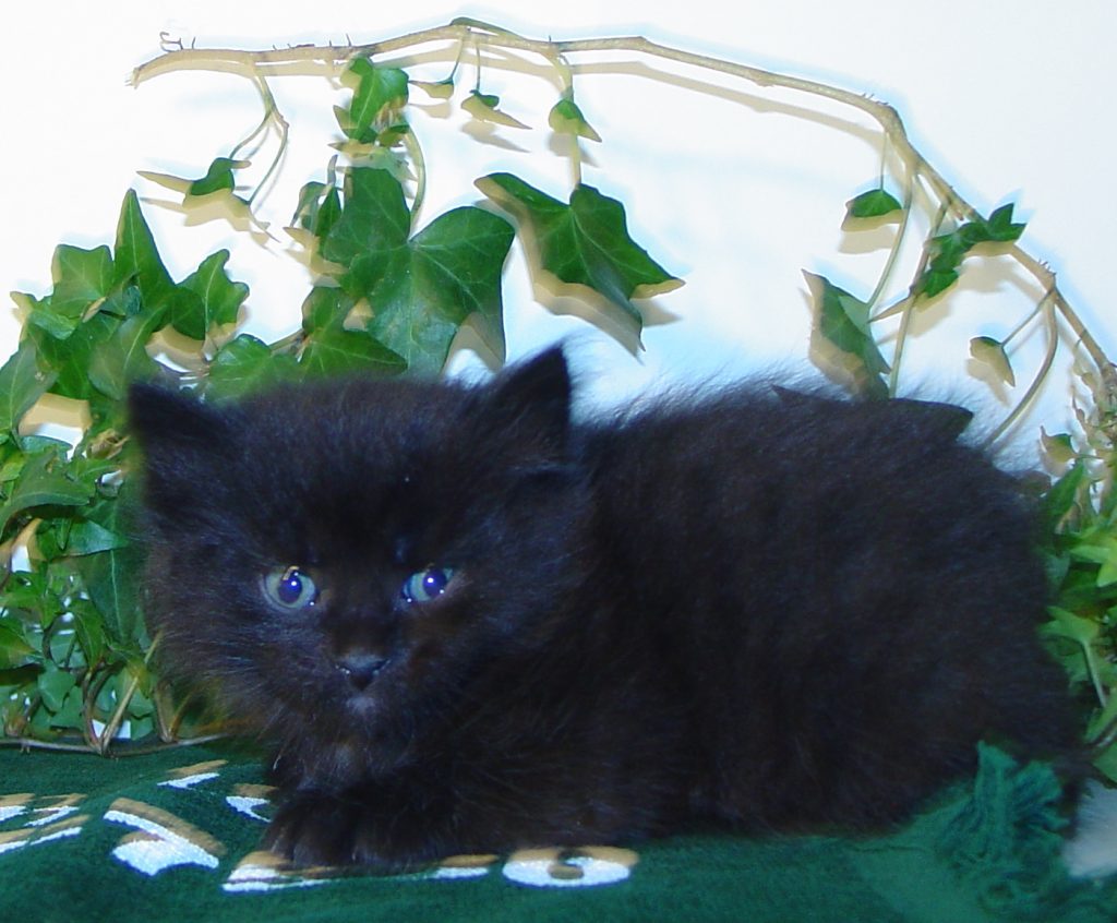 Photo of Klem/Misty M4 DOB 3/20/2016 (PENDING)
