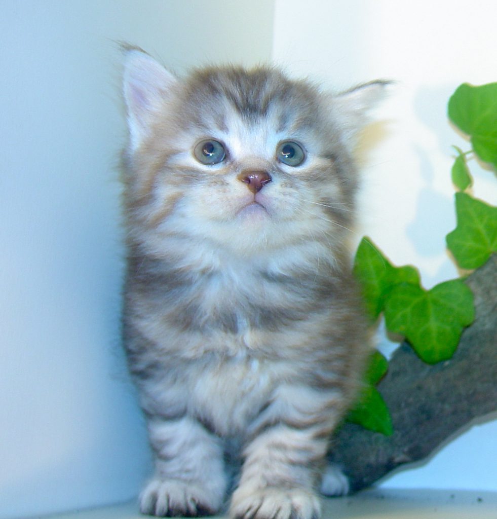 Photo of Klem/Kristina M2 DOB 8/22/2016 (SOLD)