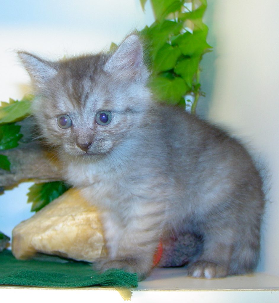 Photo of Klem/Celestrial Male 1 DOB 9/8/2016 (SOLD)